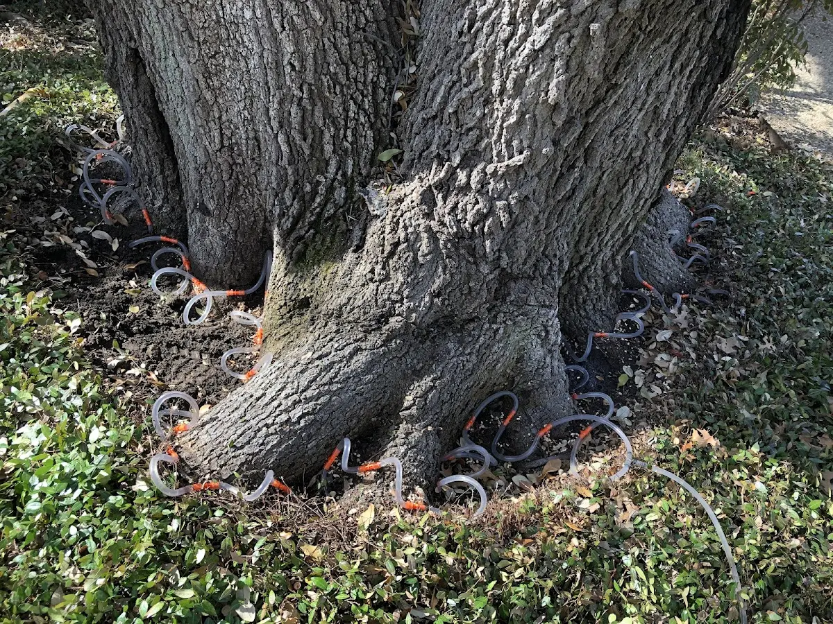 Detailed Tree Cabling and Bracing job site in Mass City