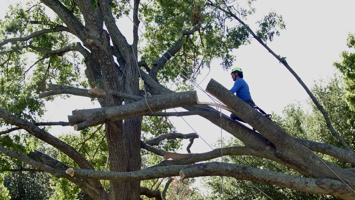 Professional Crown Thinning performed by certified arborists in Mass City