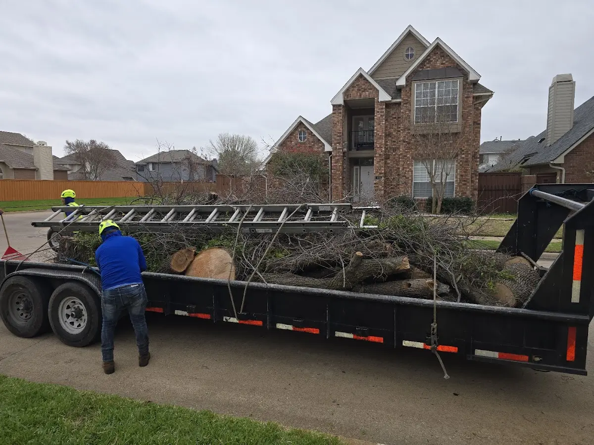 Expert Tree Removal with proper safety equipment in Mass City